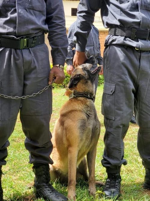 La DGD se dote d'une Brigade Canine pour renforcer son rôle de surveillance