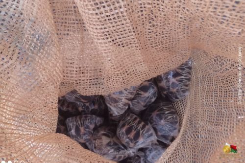 36 tortues RADIATA interceptées par la Douane à Mahajanga