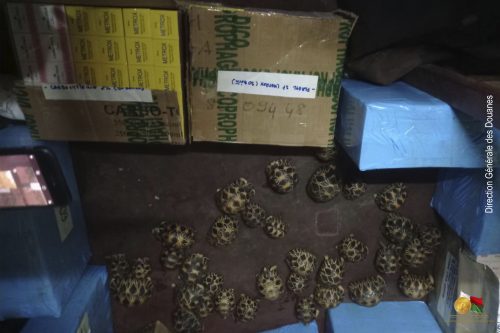 36 tortues RADIATA interceptées par la Douane à Mahajanga