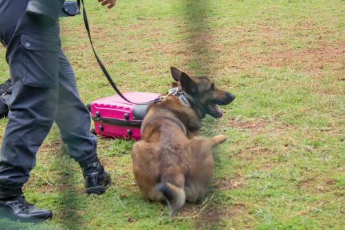 La DGD se dote d'une Brigade Canine pour renforcer son rôle de surveillance