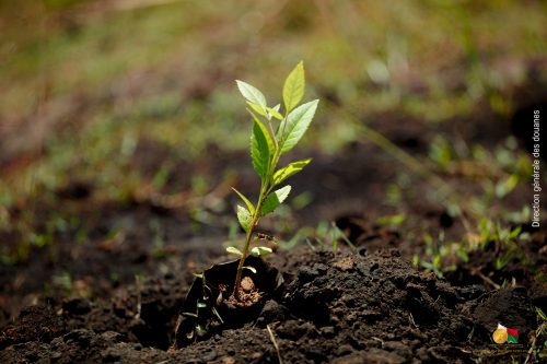 3 000 jeunes plants mis en terre par la Douane Malagasy à Ihazolava