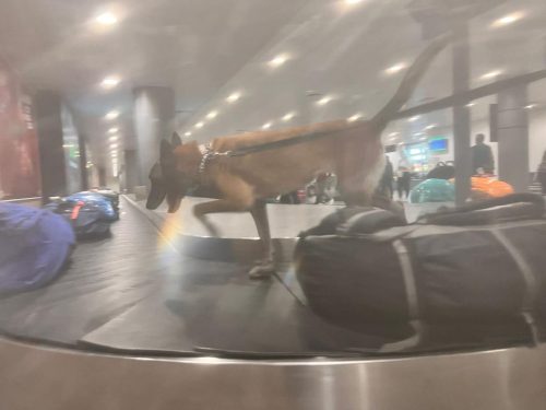 Trafic de devise : 108 200 euros saisie à l'aéroport d'Ivato