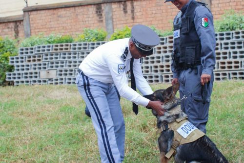 Homme – Animal – Technologie : le triangle gagnant de la Douane Malagasy
