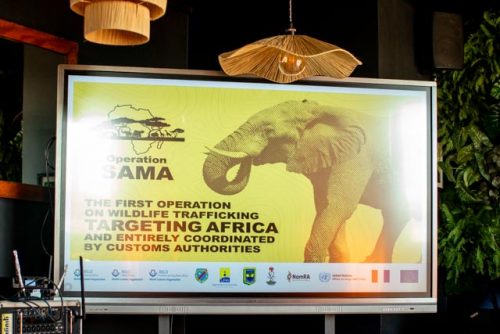 Opération SAMA II : Madagascar, figure de proue de la lutte contre le trafic d’espèces sauvages