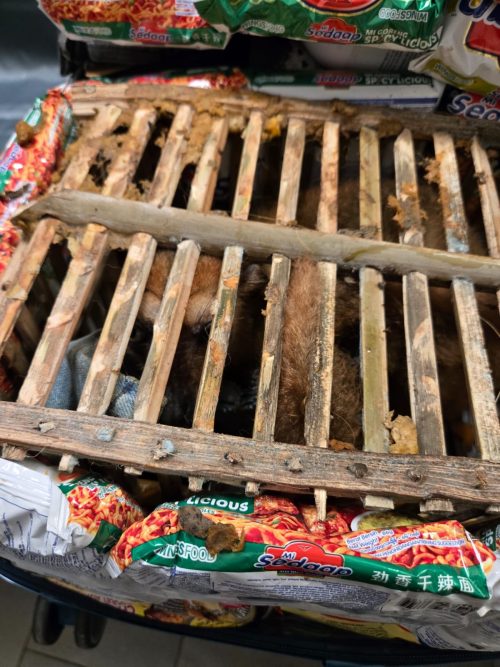 5,16 kg d’or et un lémurien saisis par la Douane Malagasy à l’aéroport international d’Ivato